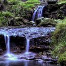 Hazel Head Woods