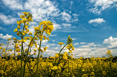 Northallerton Countryside
