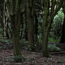 Northallerton's Countryside
