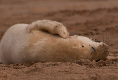Seal Cub: Donna Nook Workshop