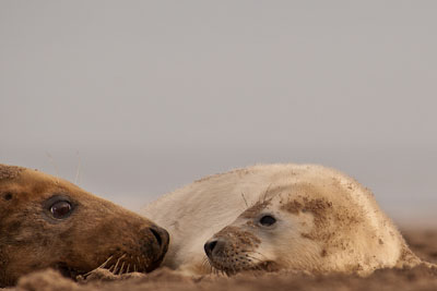 Donna Nook Workshop