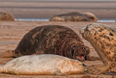 Donna Nook Workshop: Seal Colony